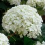 Hydrangea arborescens 'Annabelle', sneeuwbal hortensia
